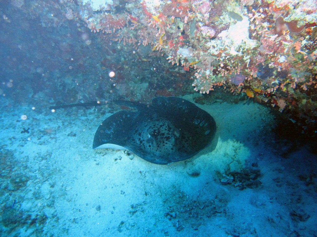 Мальдивы март 2011 Мальдивы март 2011