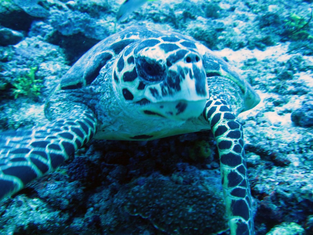 Мальдивы март 2011 Мальдивы март 2011