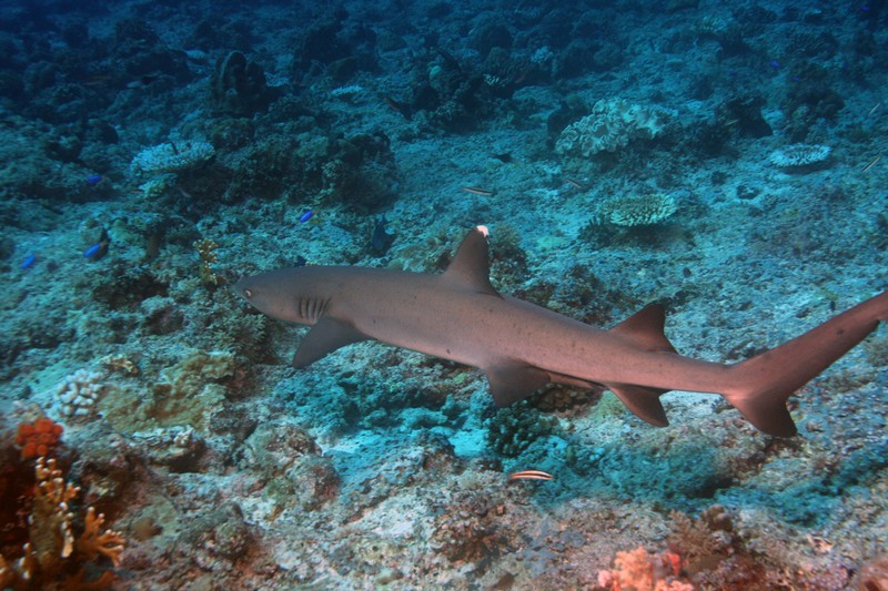 Палау_ноябрь 2010 Палау_ноябрь 2010