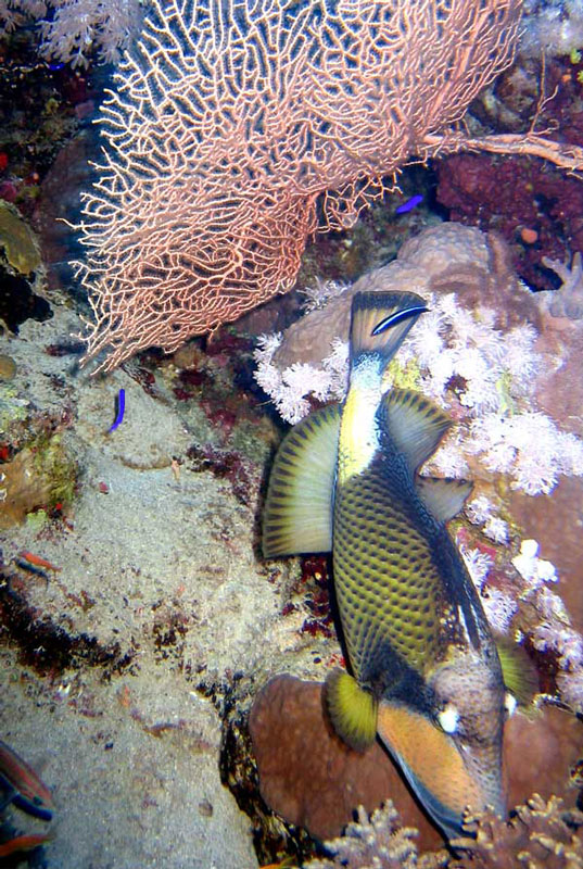 Сафари на дальний юг. Quick Shadow. Сафари на дальний юг. Quick Shadow.