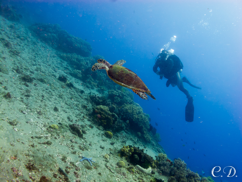 филиппины филиппины