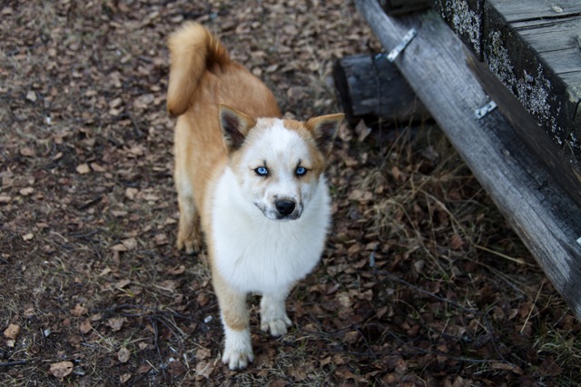 Matasvaara Matasvaara