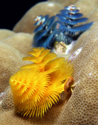 Christmas_tree_worms