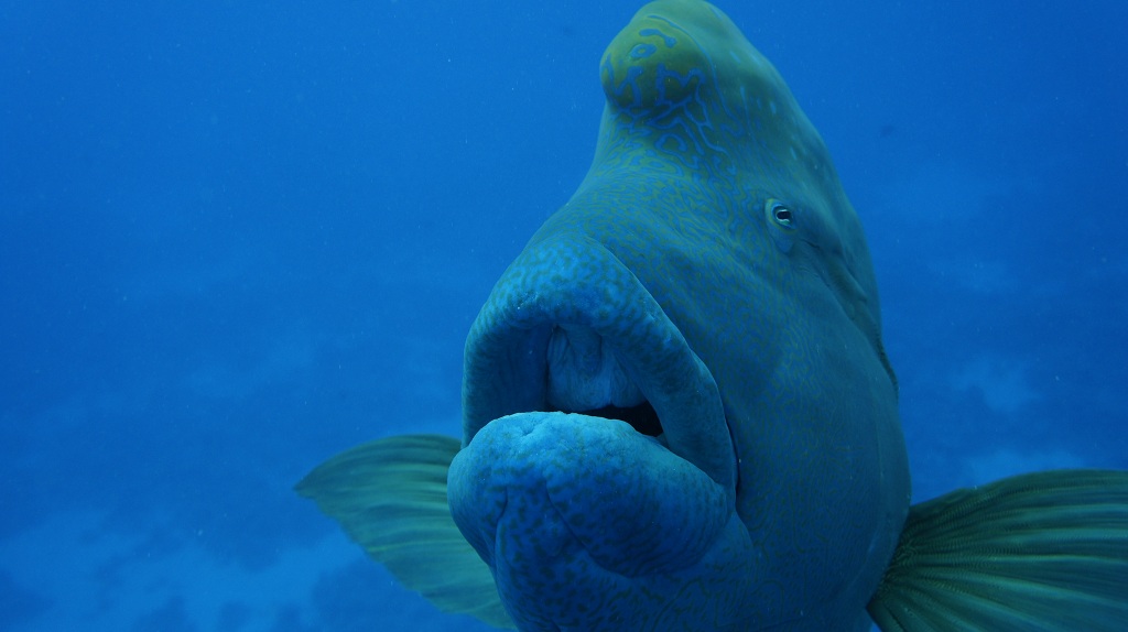 Сафари Египет май 2012 Сафари Египет май 2012