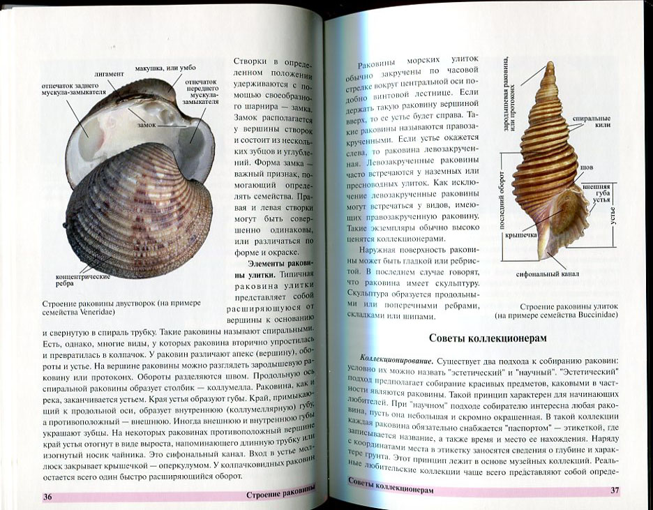 кантор3