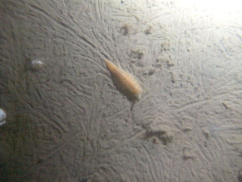 криль криль