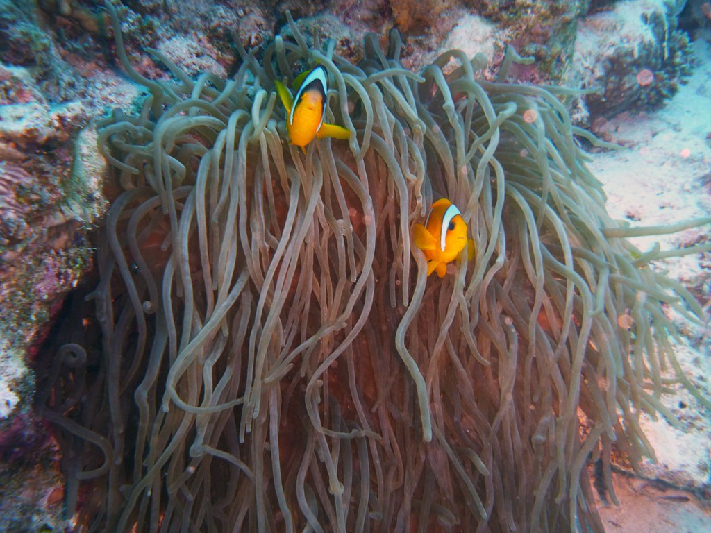 Бразерс 2012 Бразерс 2012