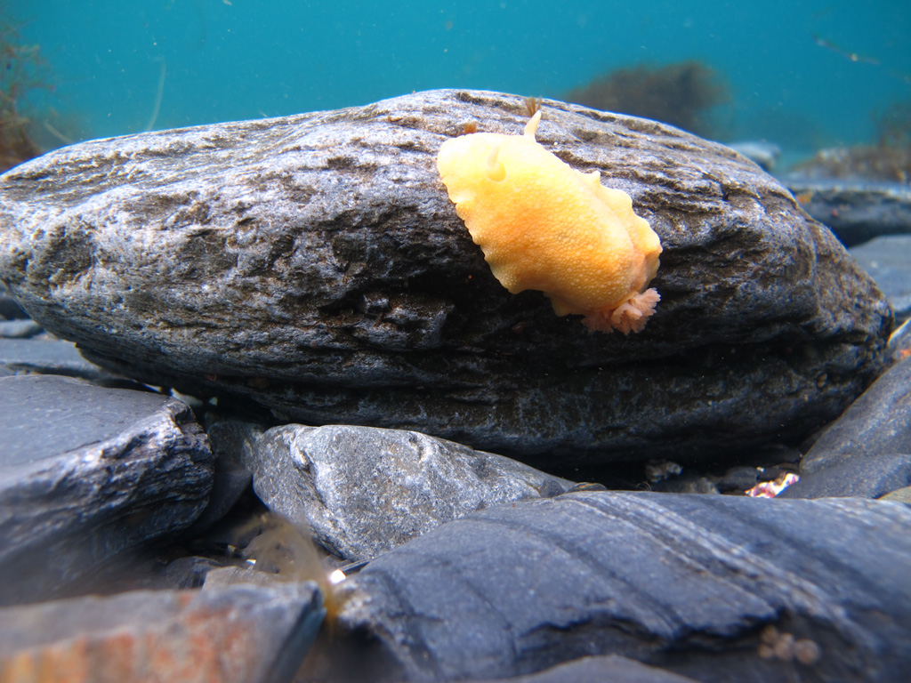 Баренцево, Рыбачий июль 2012 г. Баренцево, Рыбачий июль 2012 г.