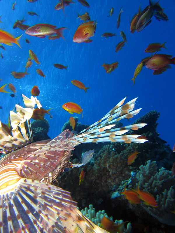 Хургада - 2007 Хургада - 2007