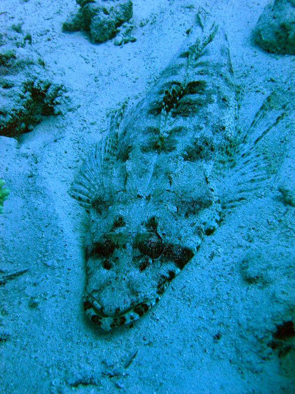 Хургада 2007 Хургада 2007