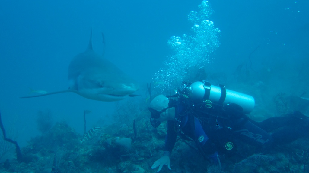 sCuba Diving с Дм.Холоденко!