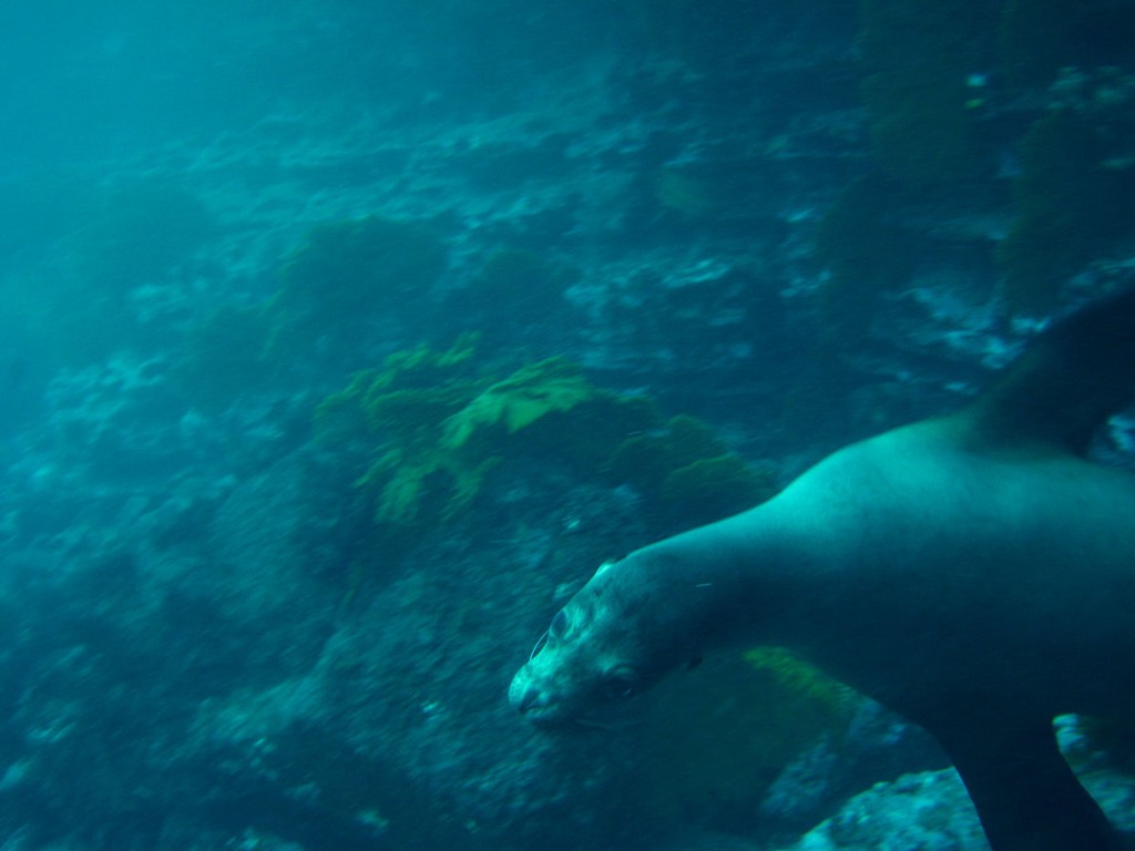 Галапагосы Галапагосы