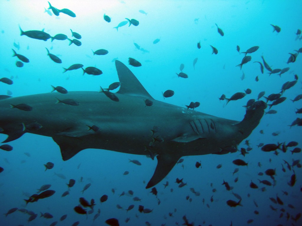 Галапагосы Галапагосы