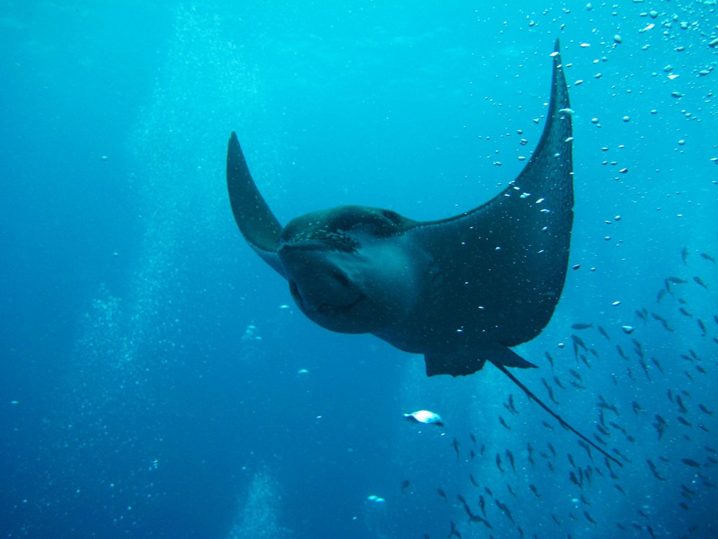 Галапагосы Галапагосы