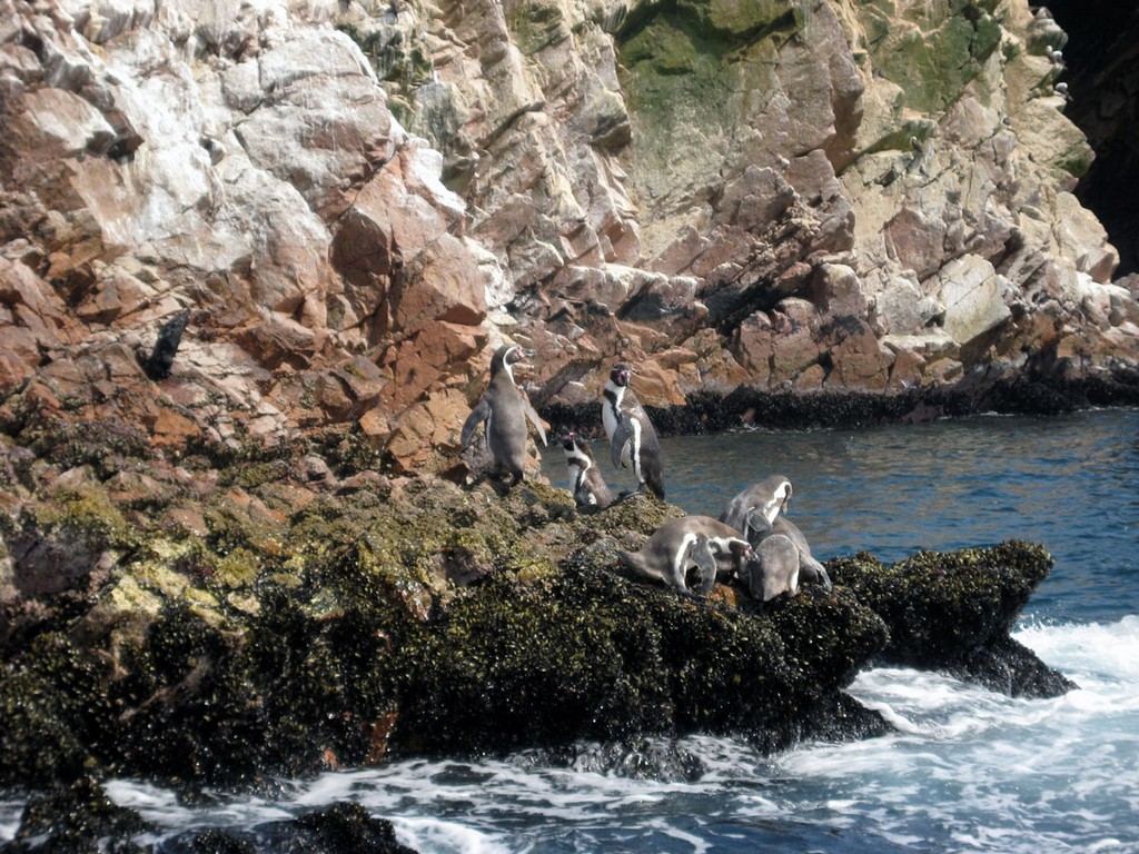 Галапагосы Галапагосы