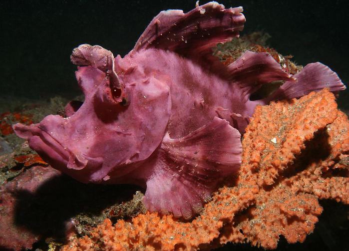 Нуса Тенгара Нуса Тенгара