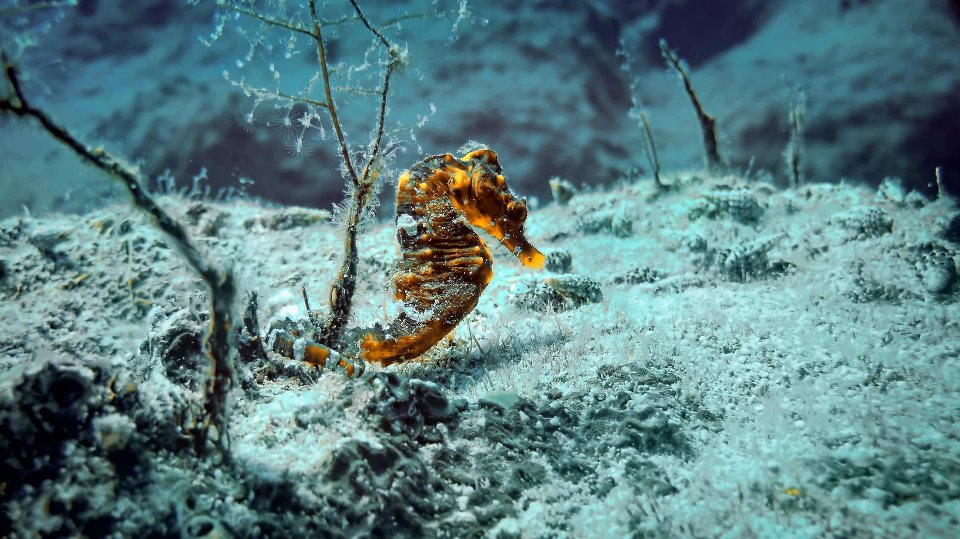 Морской конек. Каш\Nautilus Морской конек. Каш\Nautilus