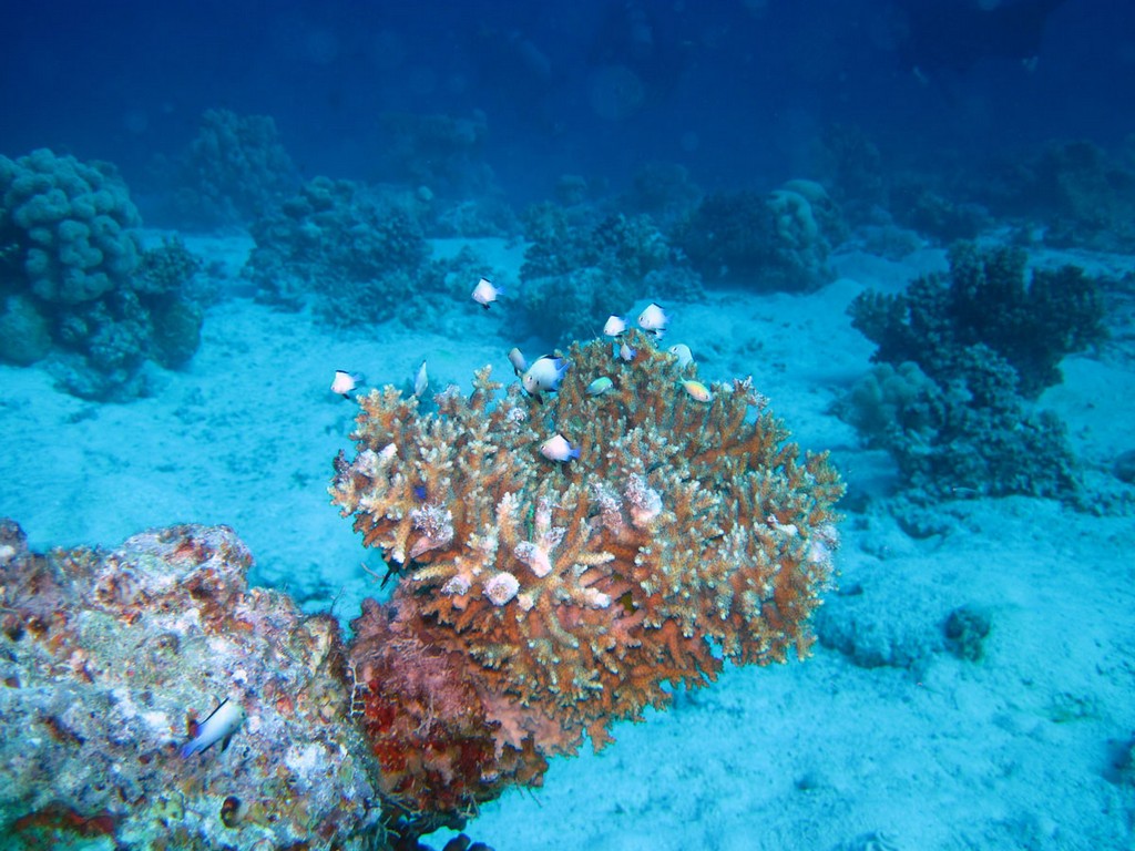 Хургада_январь 2013 Хургада_январь 2013