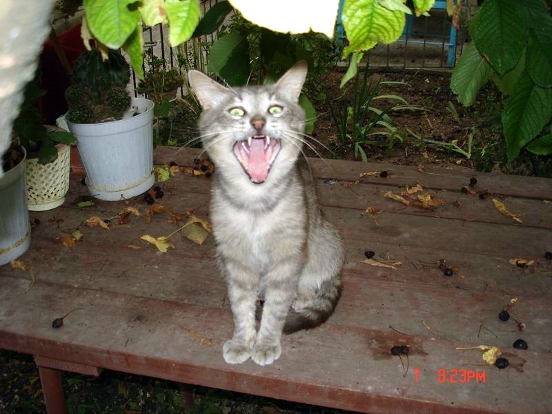 Фокс)