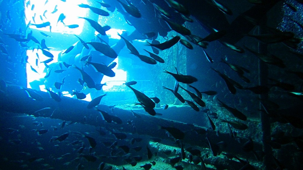 Северное сафари, март 2013 Северное сафари, март 2013