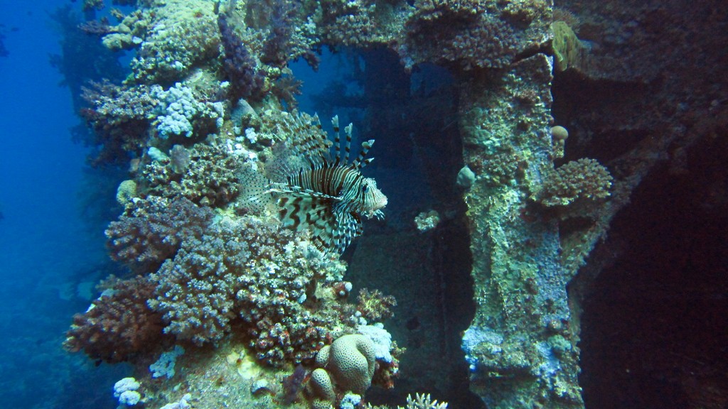 Северное сафари, март 2013 Северное сафари, март 2013