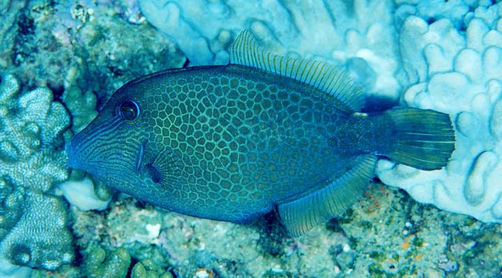 Cantherhines pardalis Cantherhines pardalis