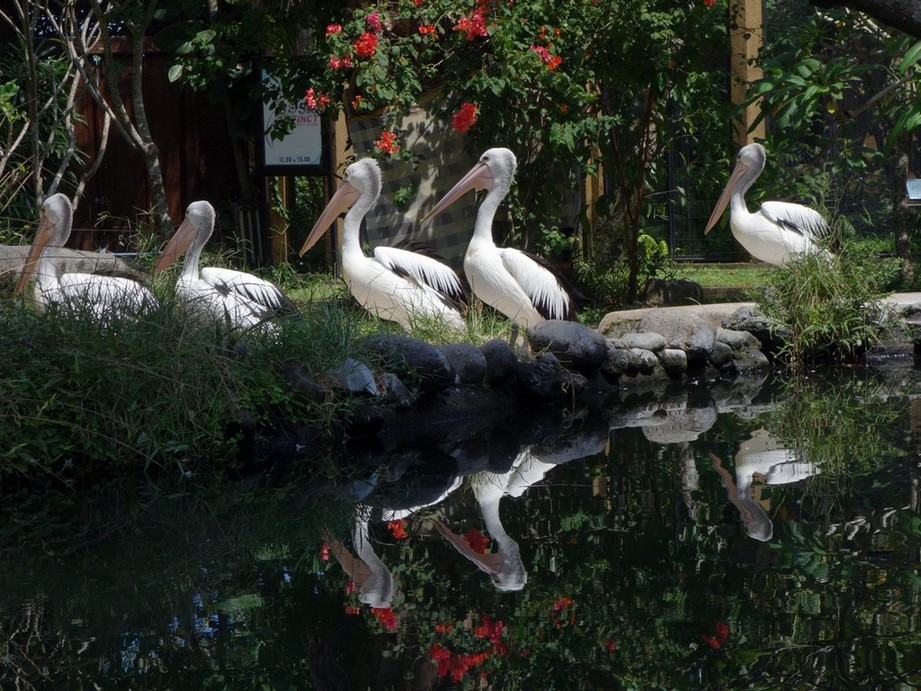 Индонезия_май 2013 Индонезия_май 2013