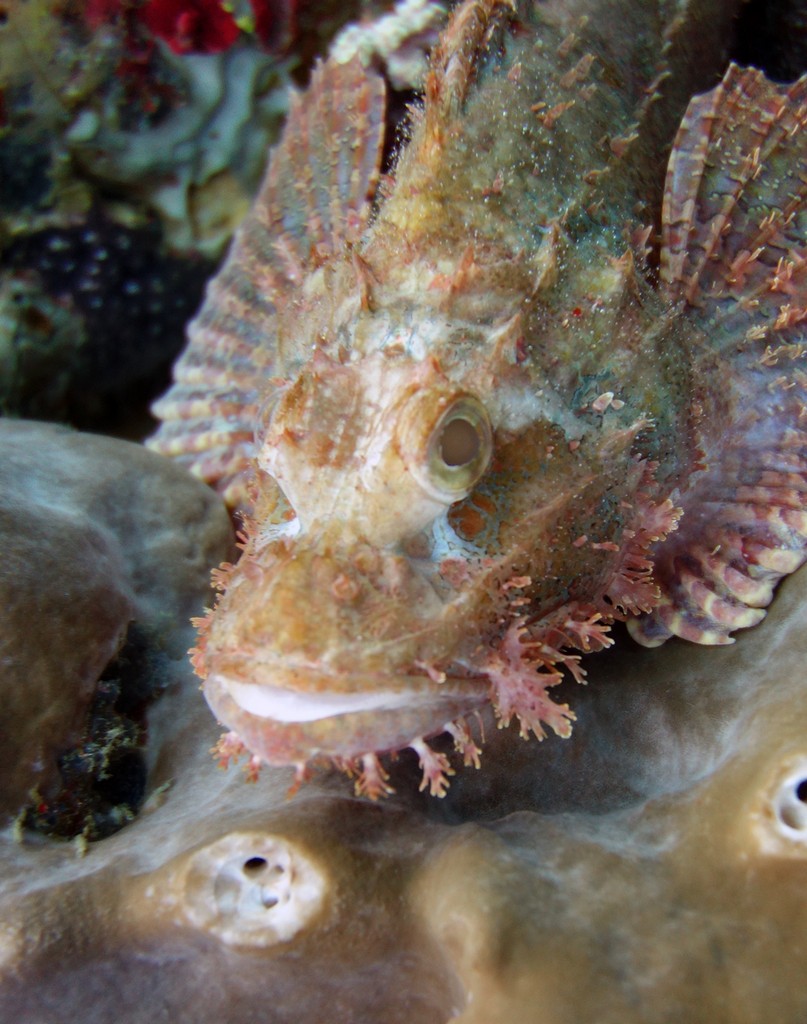 Индонезия_май 2013 Индонезия_май 2013