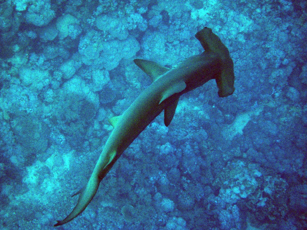 Братья 2013 Братья 2013