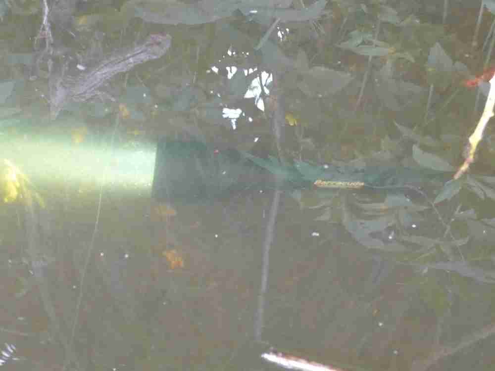 Моя Барракуда под водой Моя Барракуда под водой