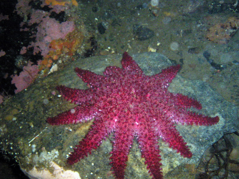 Белое море-2007