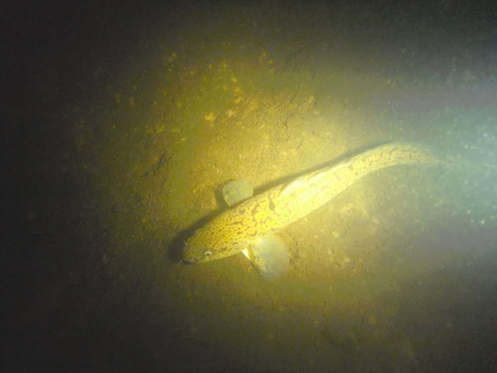 ytui