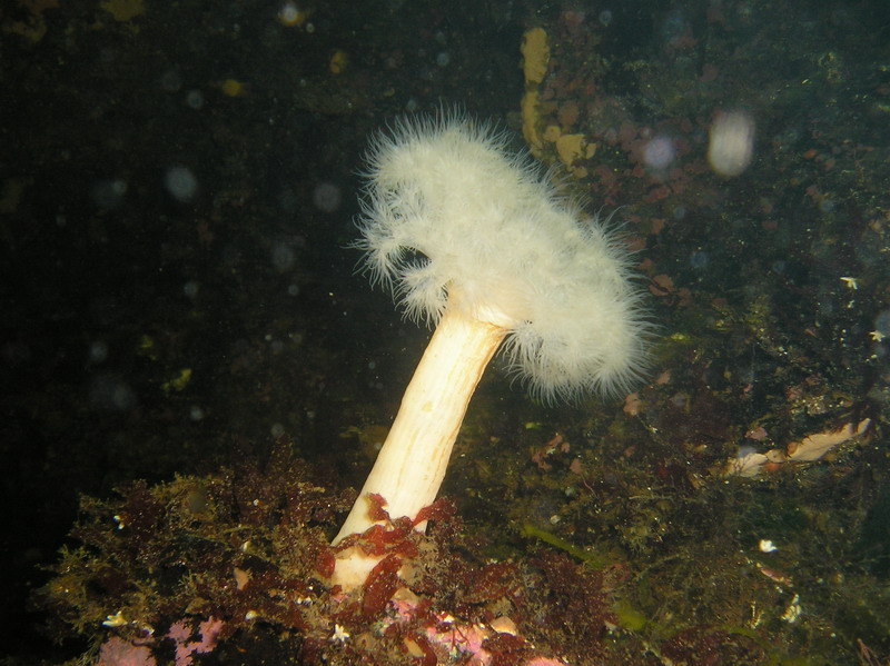 Белое море-2007