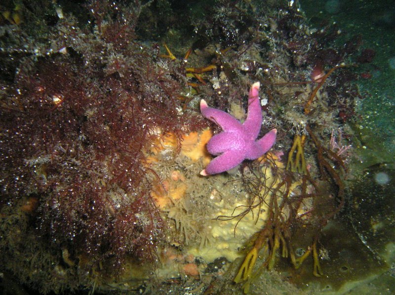 Белое море-2007