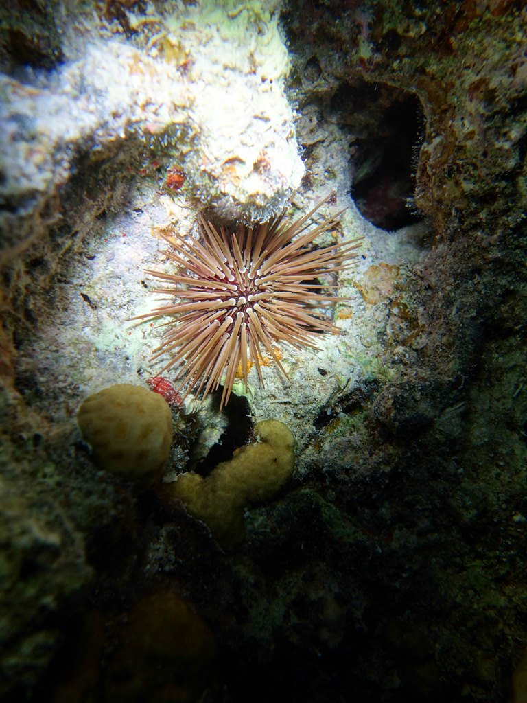 Египет 2013 Сафари ДЦ "Садко" M/Y "Sun Shine" Египет 2013 Сафари ДЦ "Садко" M/Y "Sun Shine"