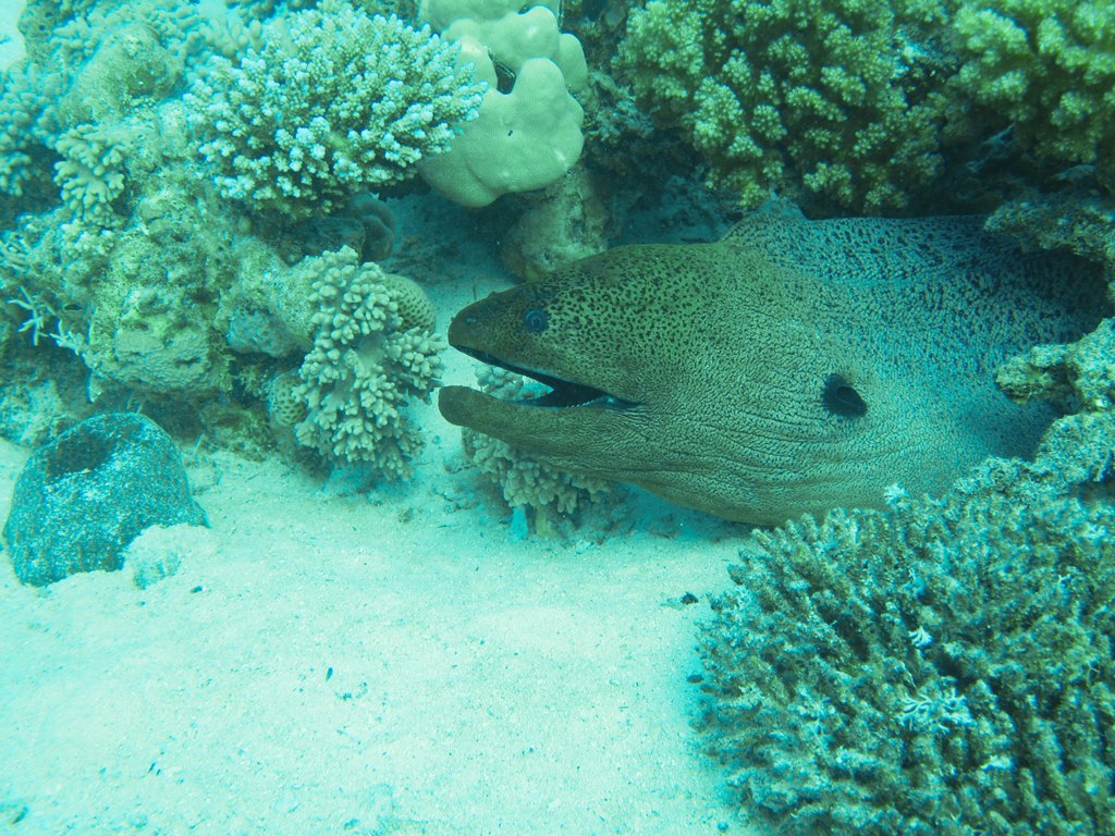Египет 2013 Сафари ДЦ "Садко" M/Y "Sun Shine" Египет 2013 Сафари ДЦ "Садко" M/Y "Sun Shine"