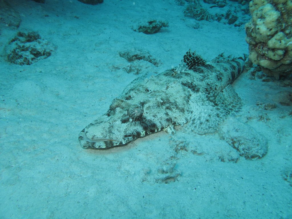 Египет 2013 Сафари ДЦ "Садко" M/Y "Sun Shine" Египет 2013 Сафари ДЦ "Садко" M/Y "Sun Shine"