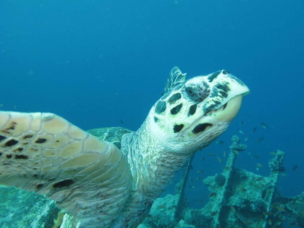 Египет 2013 Сафари ДЦ "Садко" M/Y "Sun Shine" Египет 2013 Сафари ДЦ "Садко" M/Y "Sun Shine"