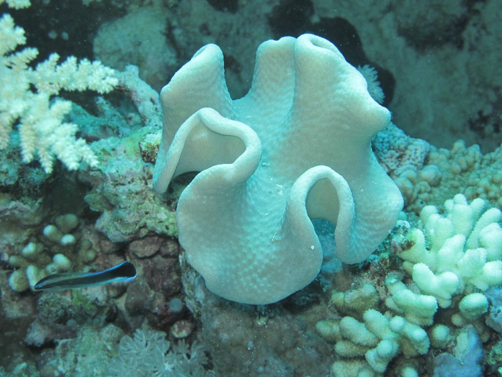 Египет 2013 Сафари ДЦ "Садко" M/Y "Sun Shine" Египет 2013 Сафари ДЦ "Садко" M/Y "Sun Shine"