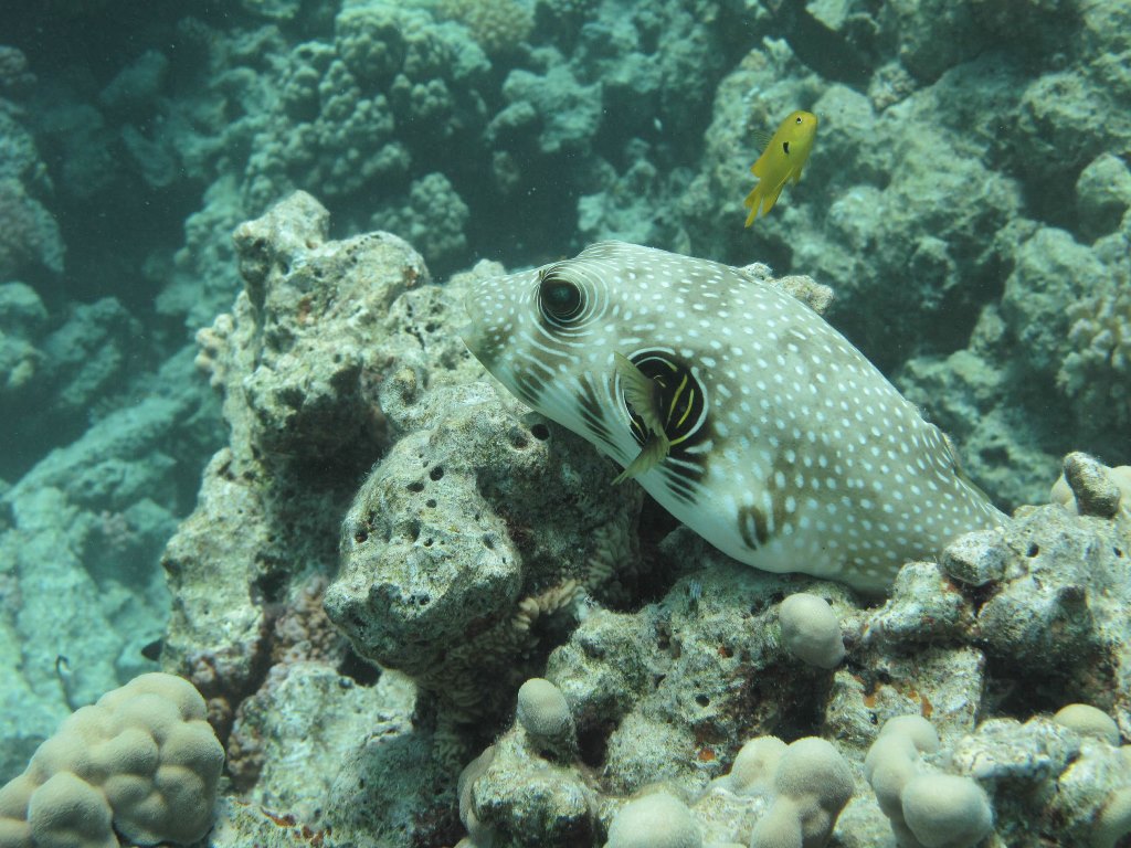 Египет 2013 Сафари ДЦ "Садко" M/Y "Sun Shine" Египет 2013 Сафари ДЦ "Садко" M/Y "Sun Shine"