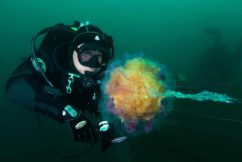 Cyanea capillata