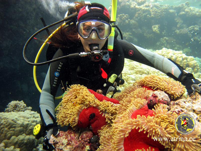 Atrina Abu Fandera 2013 Atrina Abu Fandera 2013