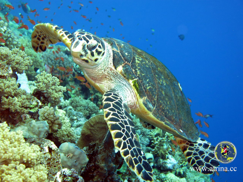 Atrina Abu Fandera 2013 Atrina Abu Fandera 2013