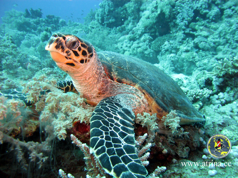 Atrina Abu Fandera 2013 Atrina Abu Fandera 2013