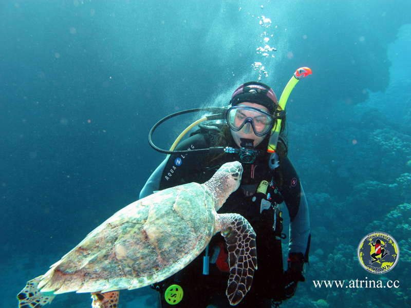 Atrina Abu Fandera 2013 Atrina Abu Fandera 2013