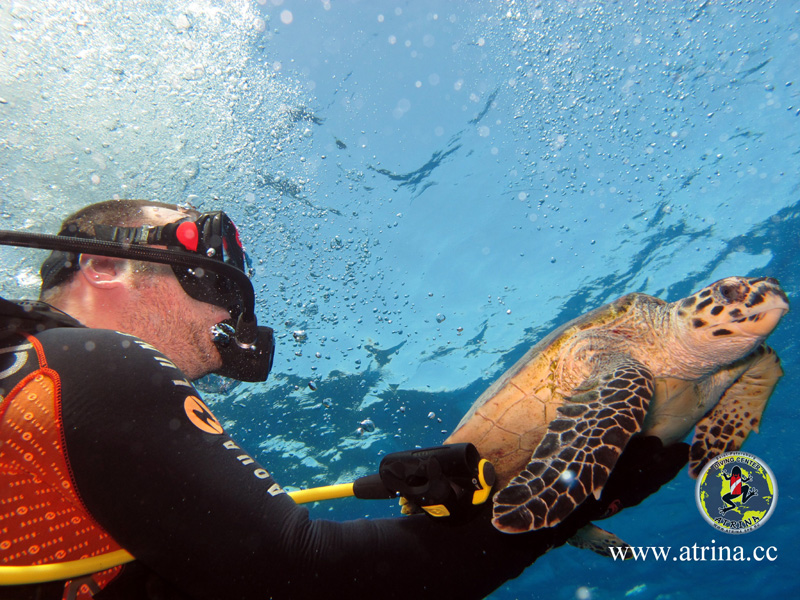 Atrina Abu Fandera 2013 Atrina Abu Fandera 2013