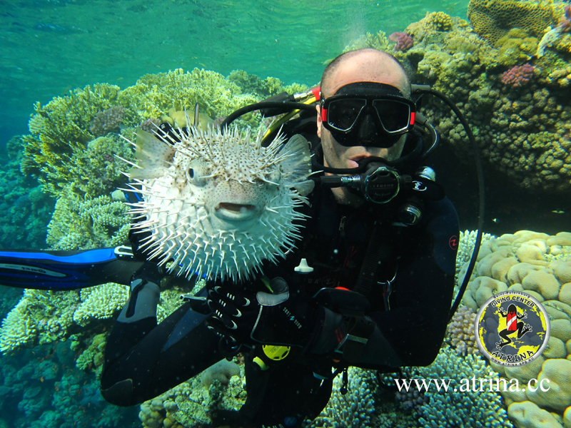 Atrina Abu Fandera 2013 Atrina Abu Fandera 2013