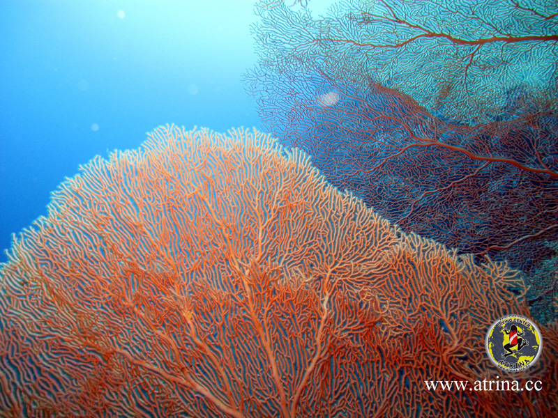 Atrina Abu Fandera 2013 Atrina Abu Fandera 2013