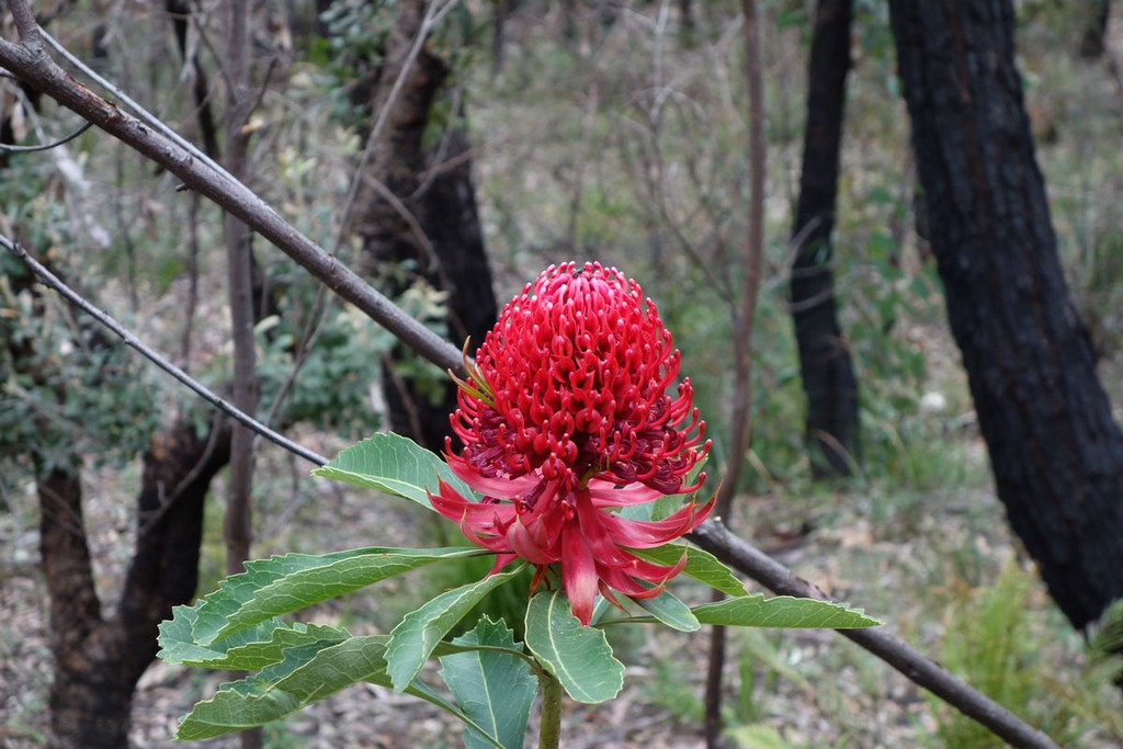 Австралия Австралия