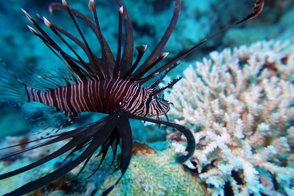 Австралия Австралия